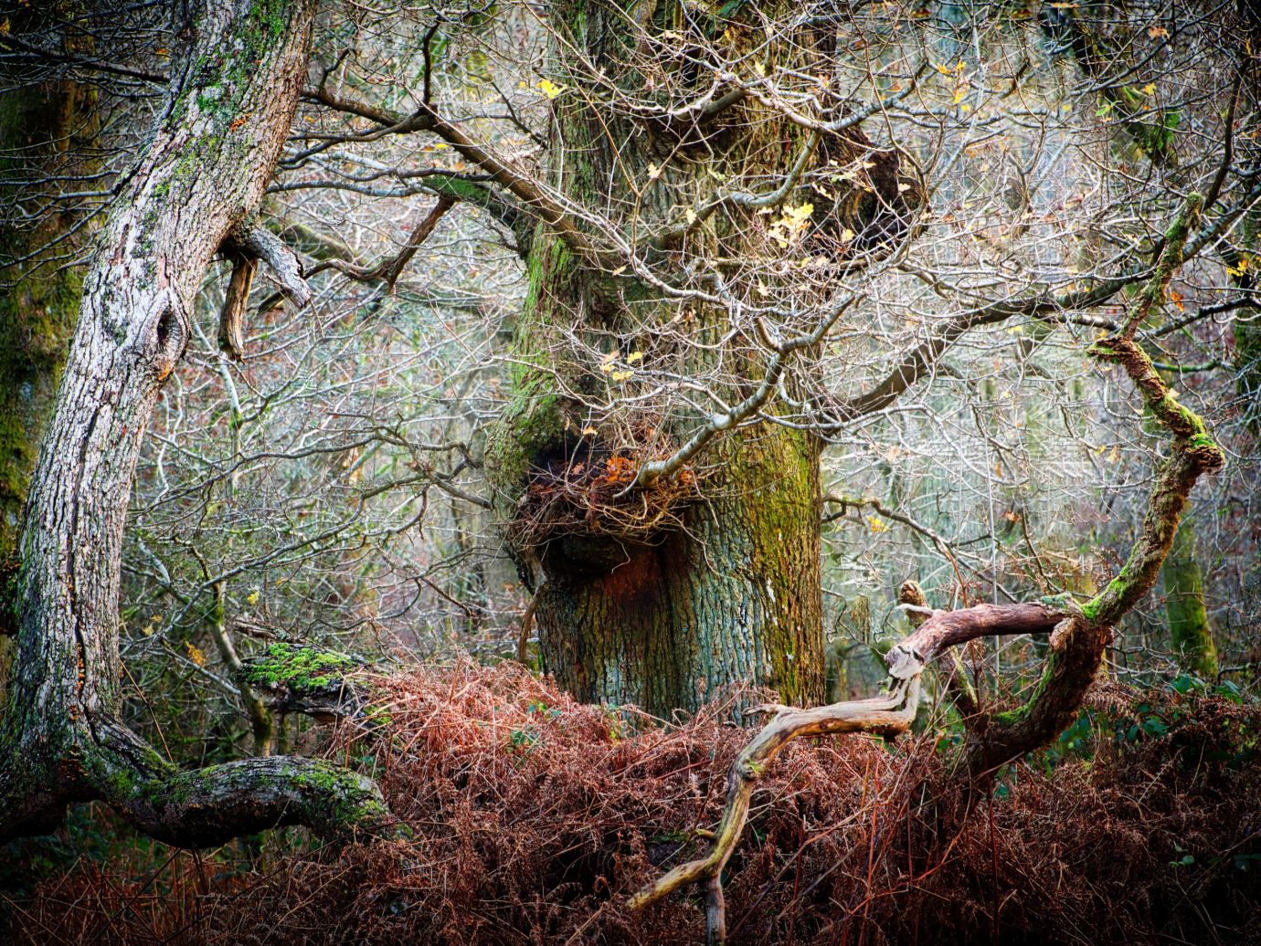 Ancient-oak-winter-atmospheric-Savernake-Forest-Wiltshire-8909-11122023