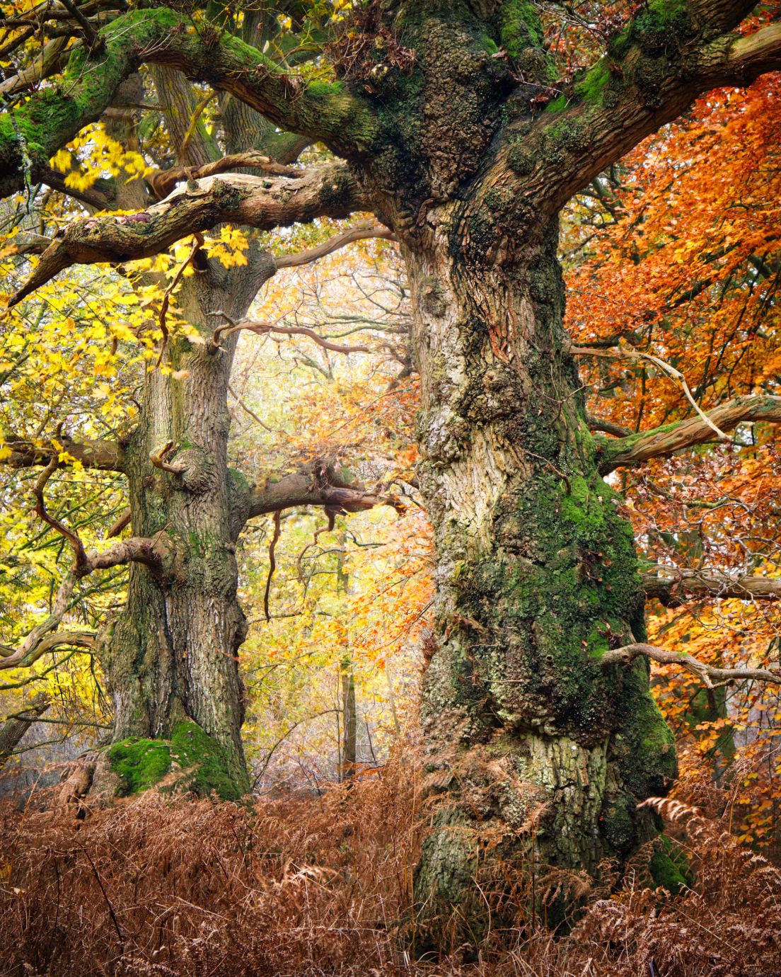 Ancient-oaks-autumn-Savernake-Forest-Wiltshire-8887-23112023