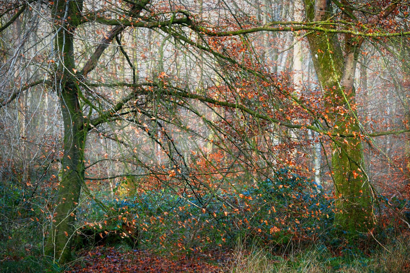 Autumn-colours-Savernake-Forest-Wiltshire-8981-11122023