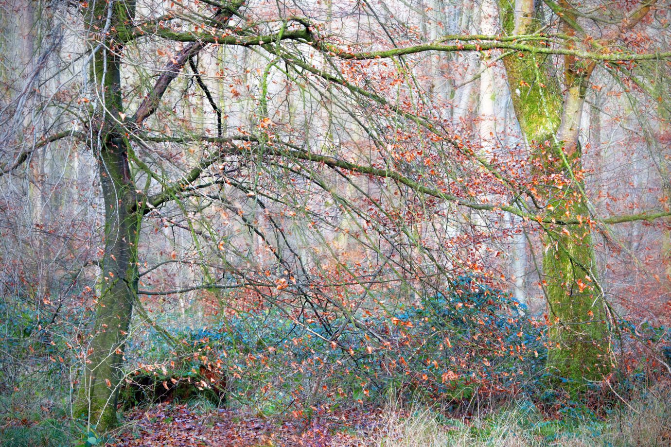 Autumn-colours-Savernake-Forest-Wiltshire 8981v2-11122023