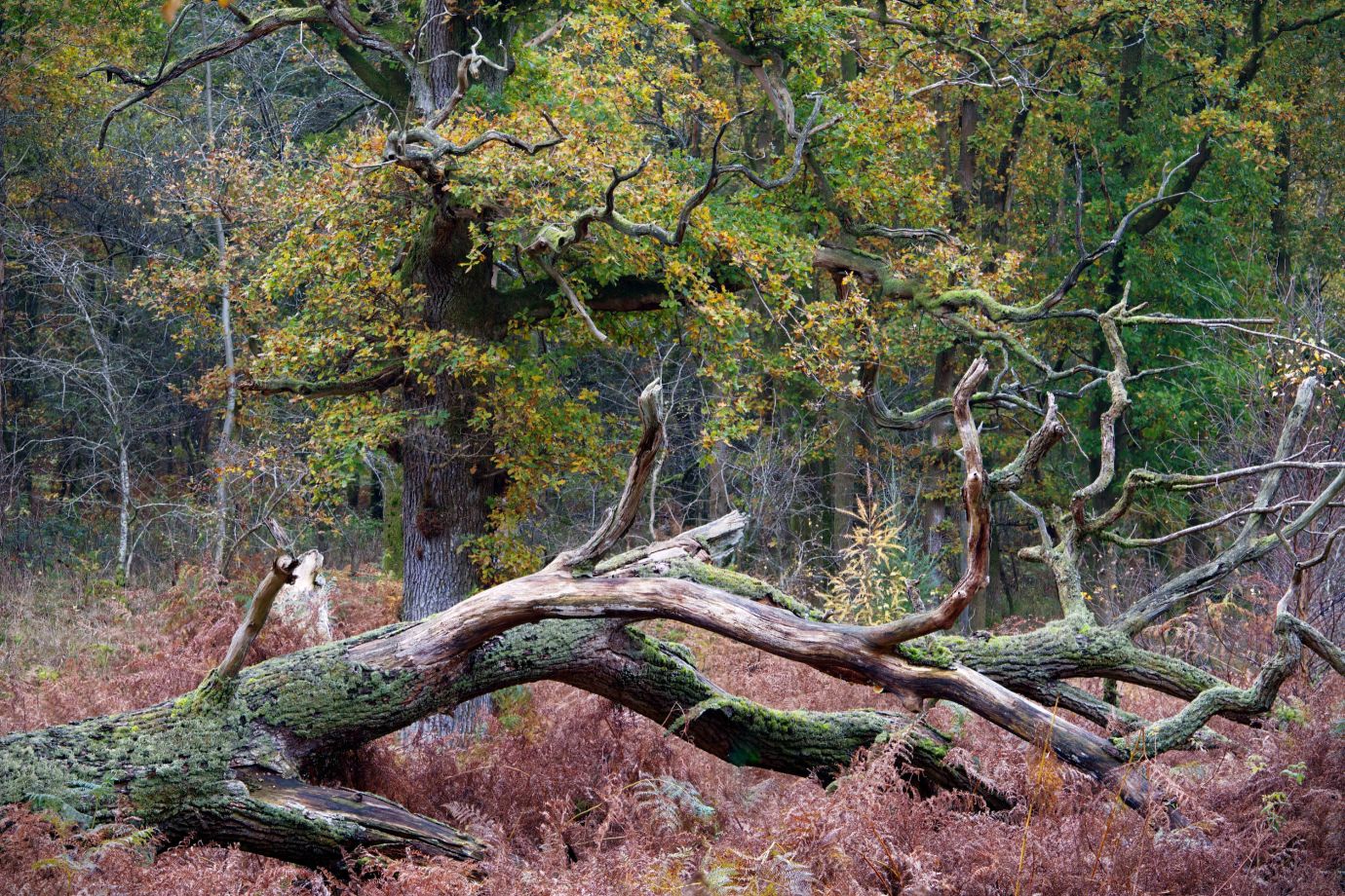 Autumn-colours-fallen-tree-Savernake-Forest-Wiltshire-0205-12112022