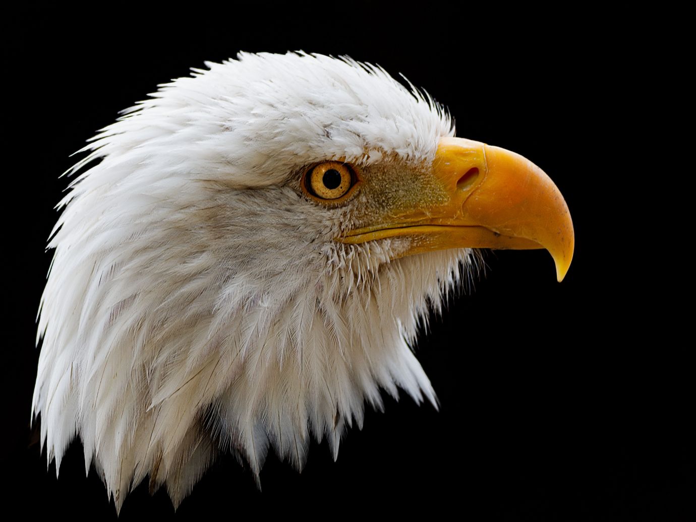 Bald-eagle-portrait-Hawk-Conservancy-Hampshire-1636-29102022