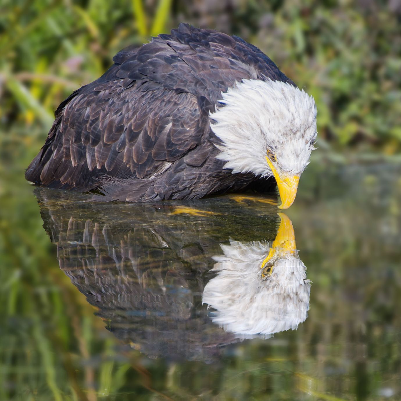Bald-eagle-reflection-Hawk-Conservancy-Hampshire-6211-11102022