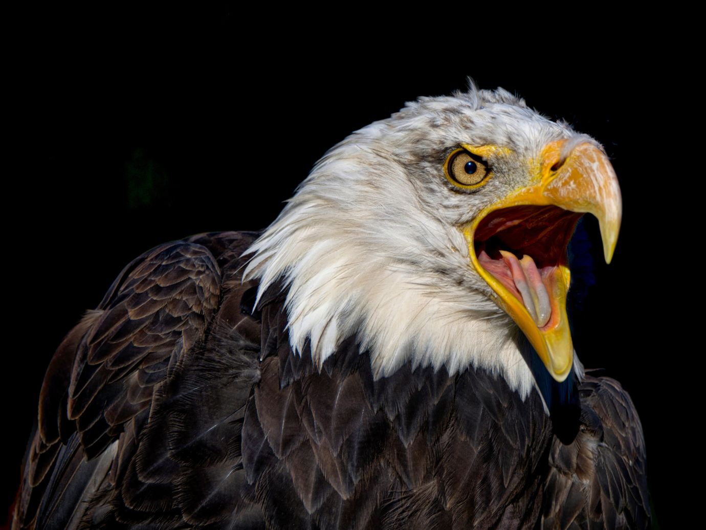 Bald-eagle-screech-black-background-Hawk-Conservancy-Hampshire-5899-11102022