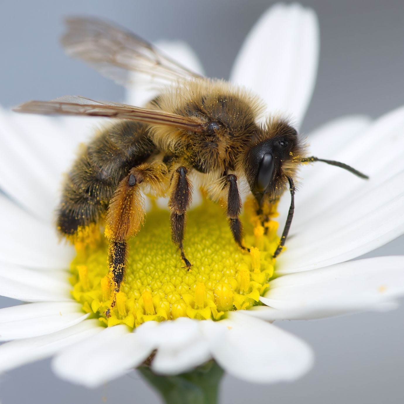 Bee-worker-marguerite-Penotn-Hampshire-4815-22052022