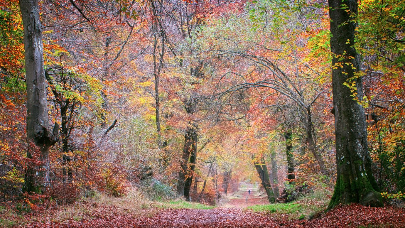 Beech-autumn-colours-path-person-Savernake-Forest-Wiltshire-F9211-15112024