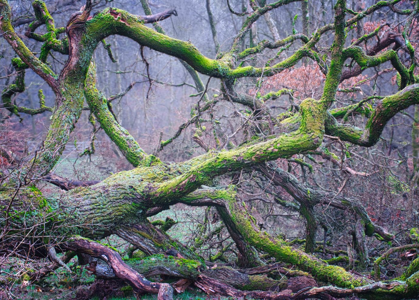 Beech-fallen-lichen-winter-Savernake-Forest-Wiltshire-F0331-21012025