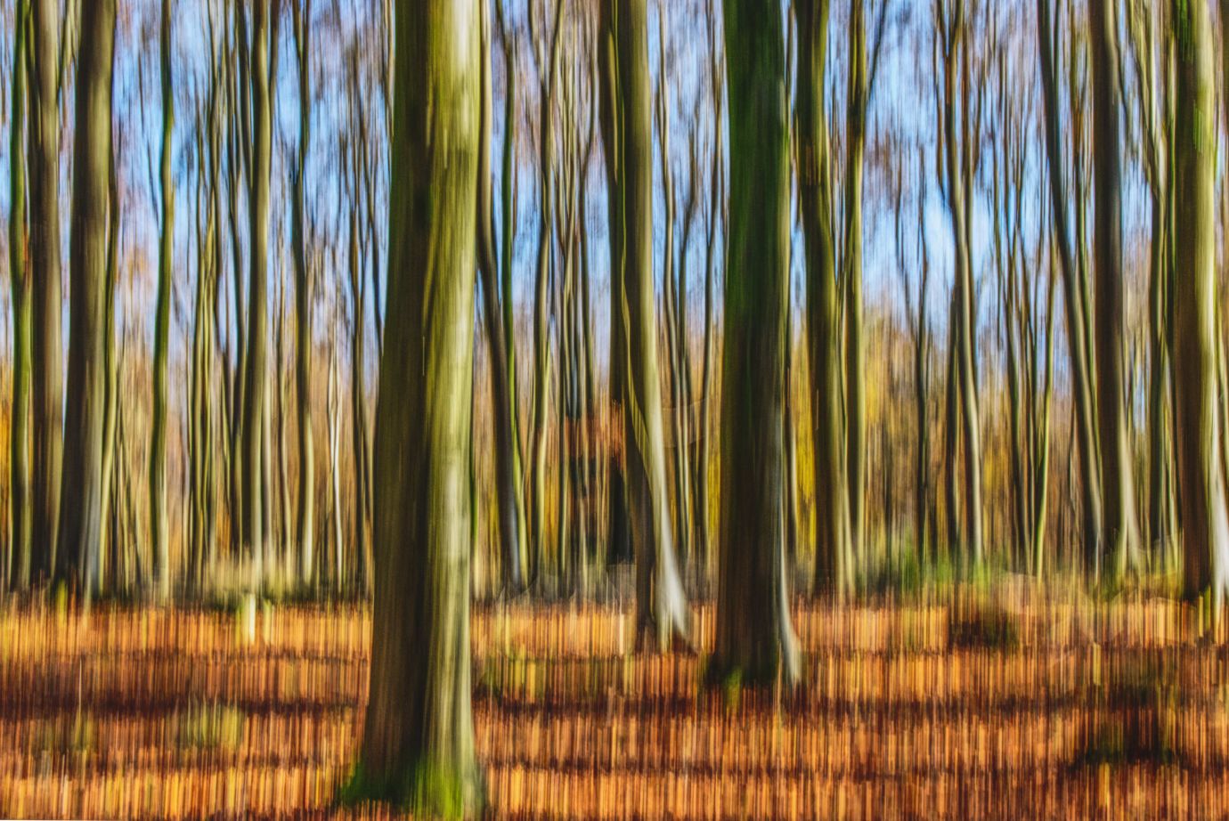 Beech-trees-autumn-ICM-Smannell-Woods-Hampshire-22112021