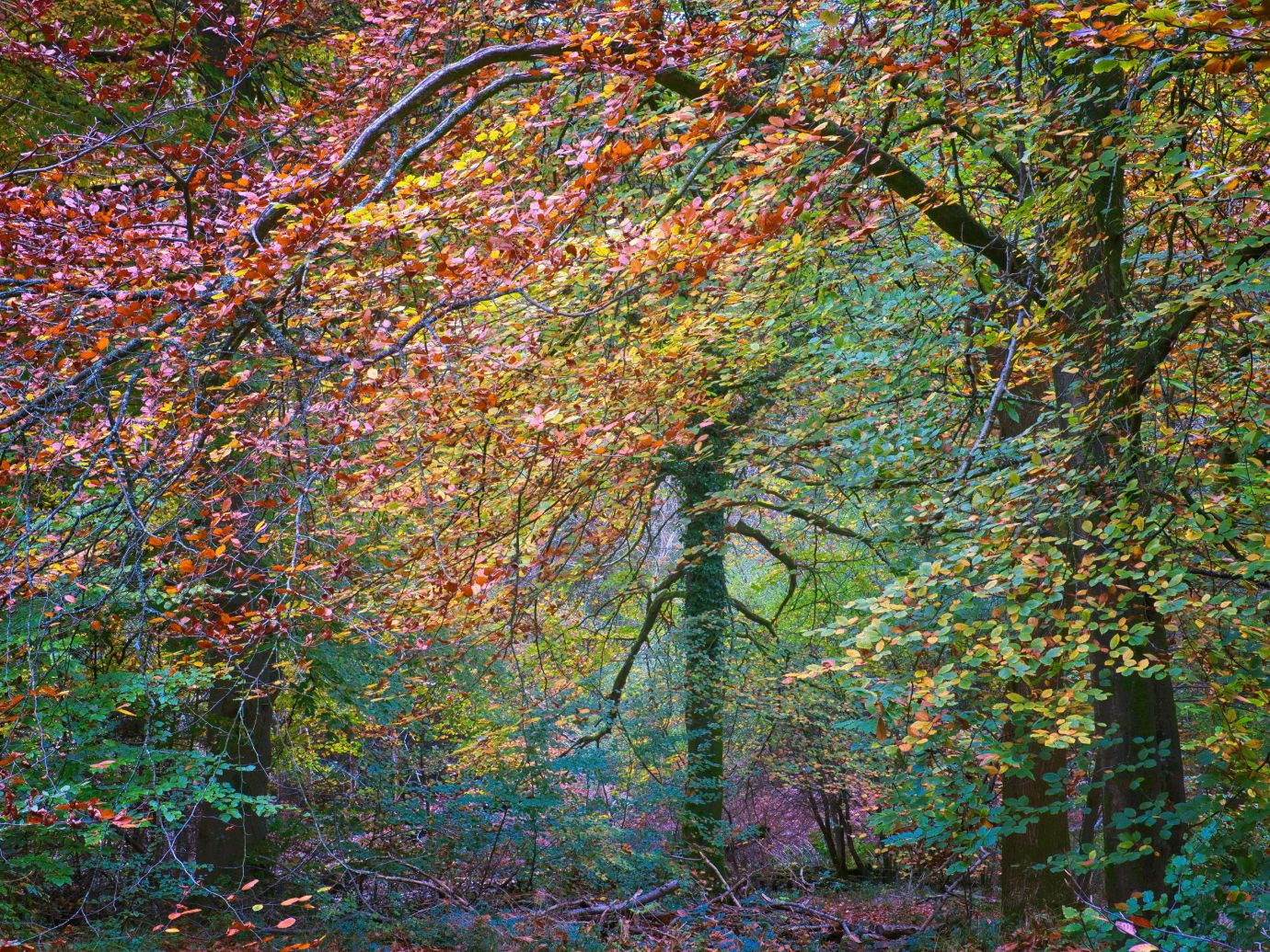 Beech-trees-autumn-colours-Savernake-Forest-Wiltshire-F9112-01112024