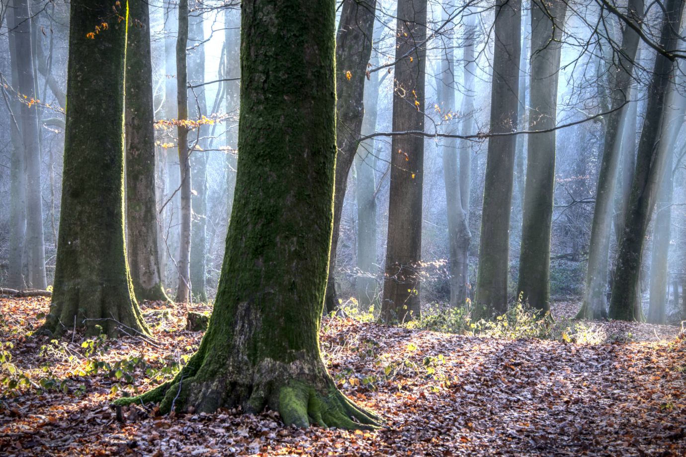 Beech-trees-light-rays-winter-sunrise-Smannell-Woods-Hampshire-4756and4758-08022023