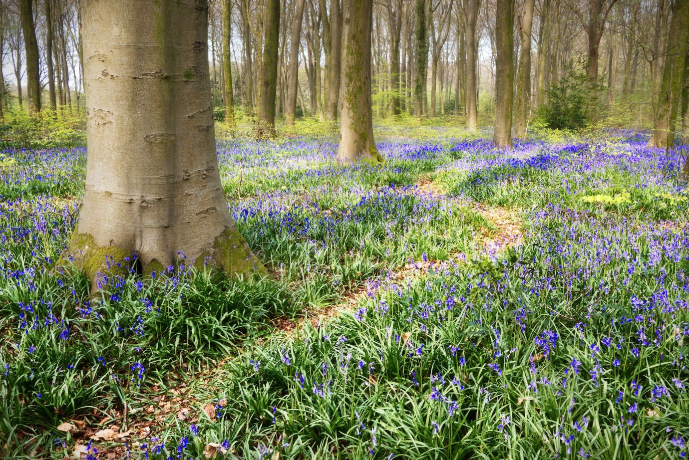 Bluebells-beech-trees-spring-Micheldever-Woods-Hampshire-3801-21042022