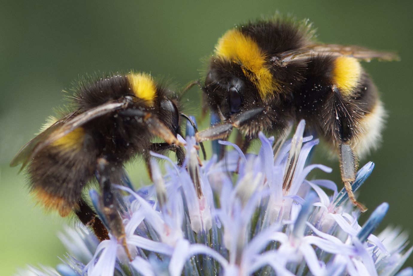 Bumble-bees-eryngium-garden-Penton-Hampshire-02092021