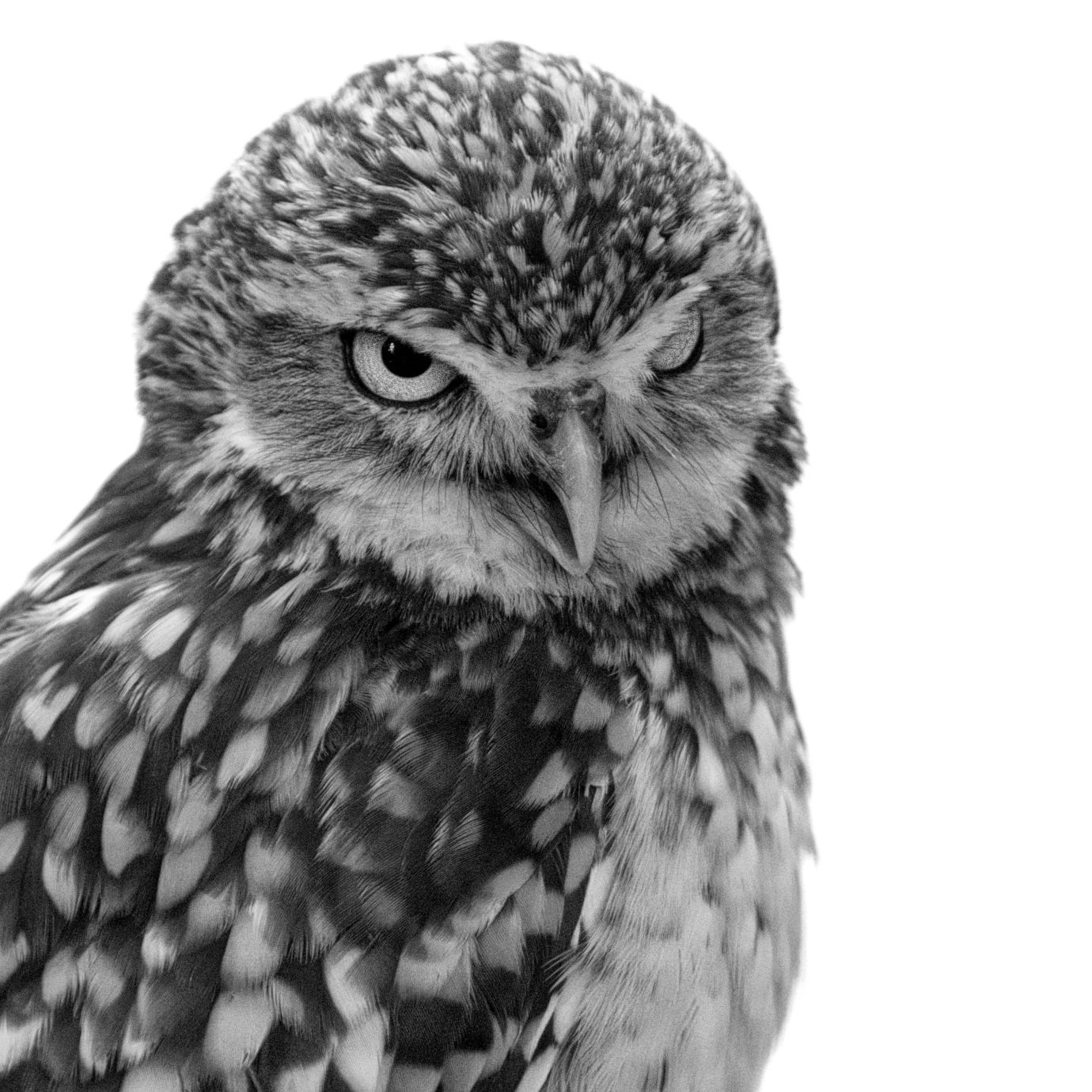 Burrowing-owl-monochrome-Hawk-Conservancy-Hampshire-9022-11102022