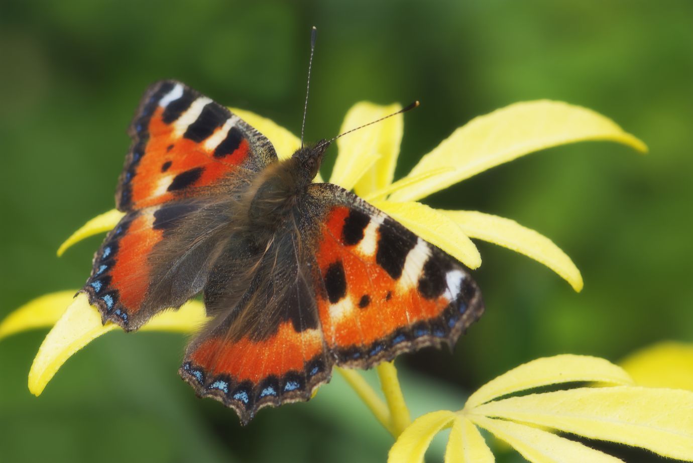Butterfly-Small-Tortoiseshell-Choisya-Goldfingers-plant-Penton-Hampshire-007072021