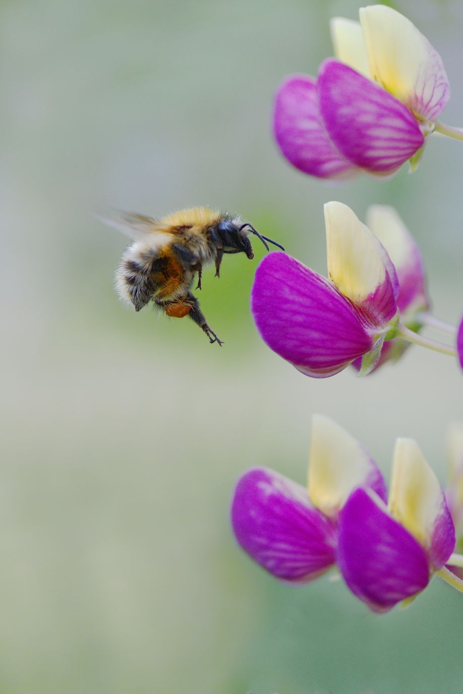 Carder-bee-flying-lupin-garden-macro-Penton-Hampshire-summer-2534-16062023