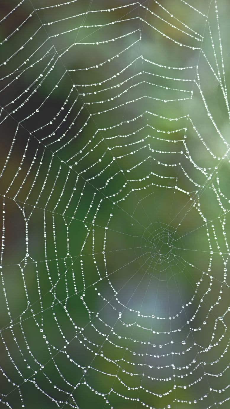 Cobweb-spider-web-dew drops-dawn-autumn-Penton-Hampshire-7839to7842-FS-22092023