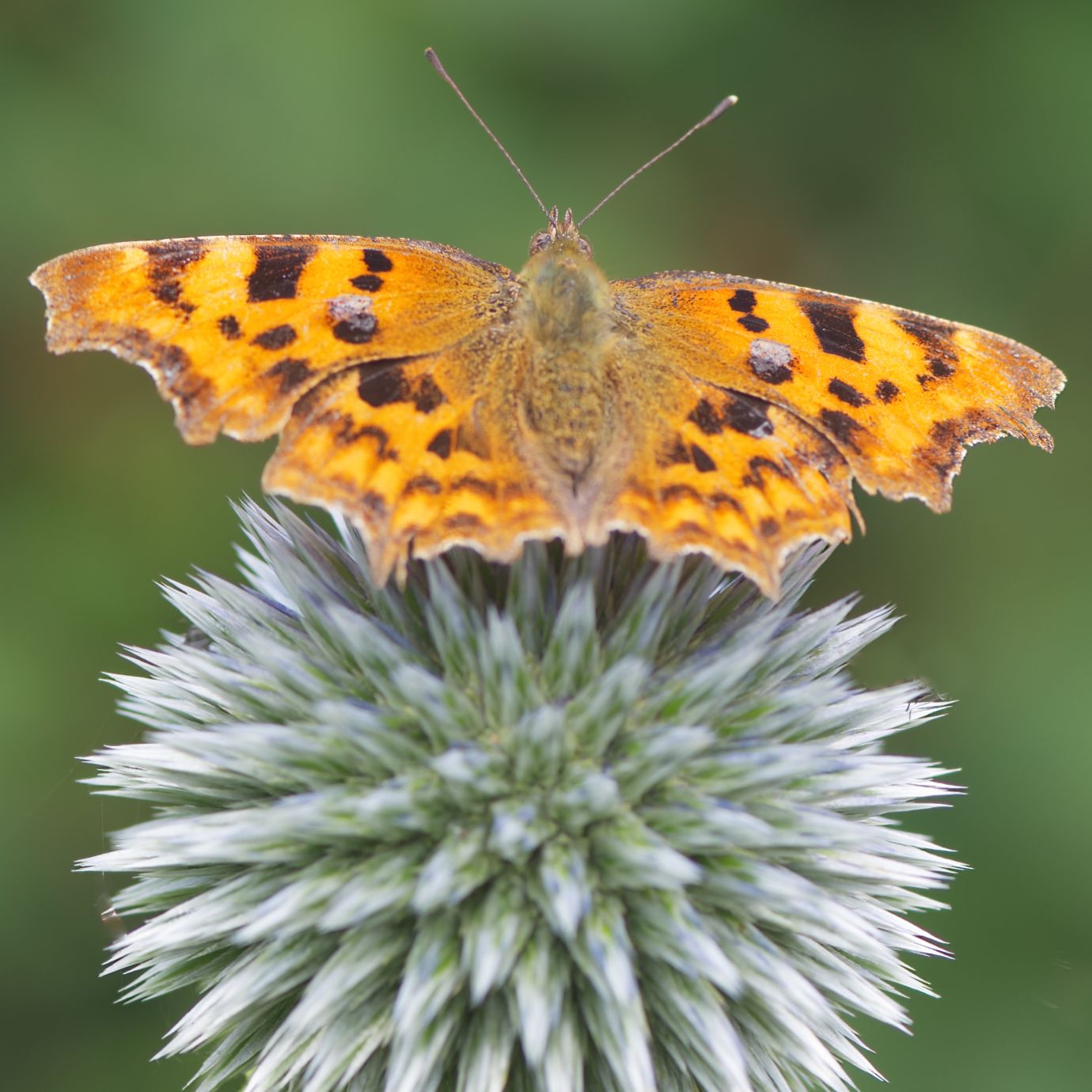 Comma-butterfly-globe-thistle-Penton-Hampshire-29072021