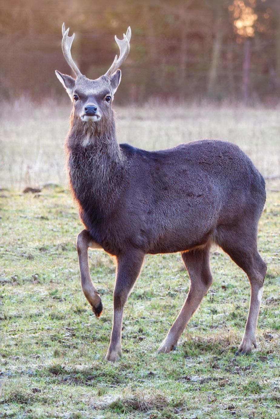 Deer-roe-sunrise-Faccombe-Hampshire-9353-17012022