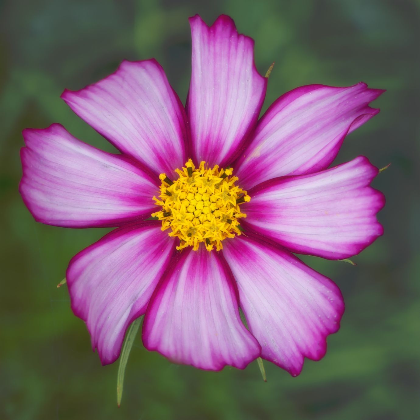 Flower-Cosmos-Penton-Hampshire-11072021