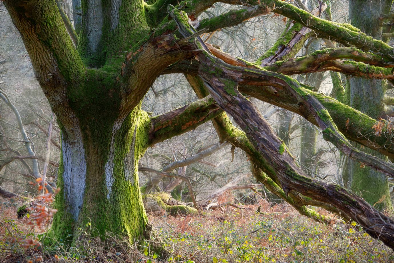 Giant-oak-winter-Savernake-Forest-Wiltshire-6147-01022023