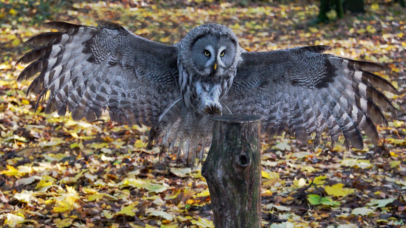 Great-Grey-owl-flying-Hawk-Conservancy-Hampshire-1836-22112022
