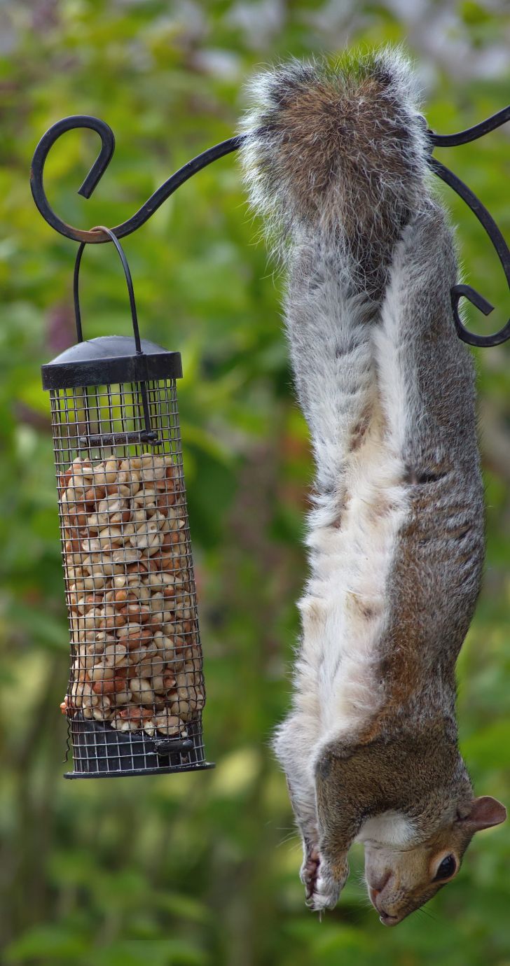 Grey-squirrel-bird-feeder-Penton-Hampshire-19062021