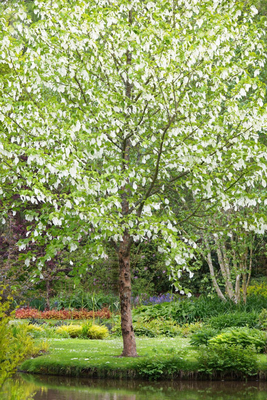 Handkerchief-tree-reflections-Longstock-park-water-garden-Hampshire-9639-17052023
