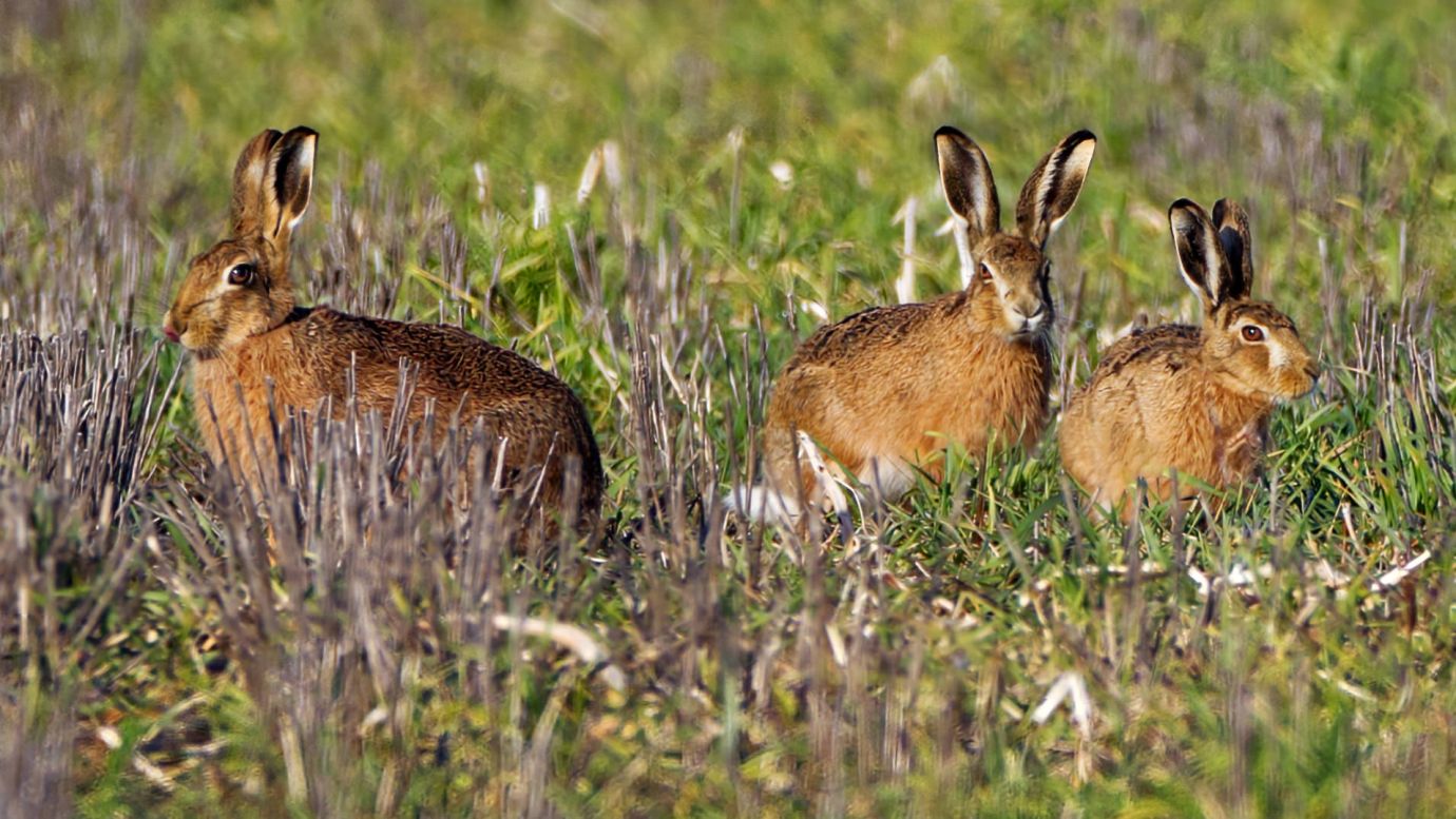 Hares-field-Penton-Hampshire-7431-26022022