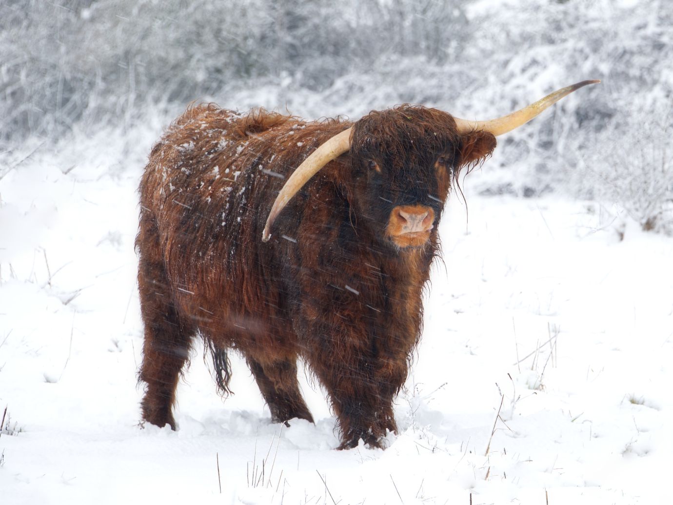 Highland-Cattle-snow-Danebury-Hill-Hampshire-v2-8126-08032023