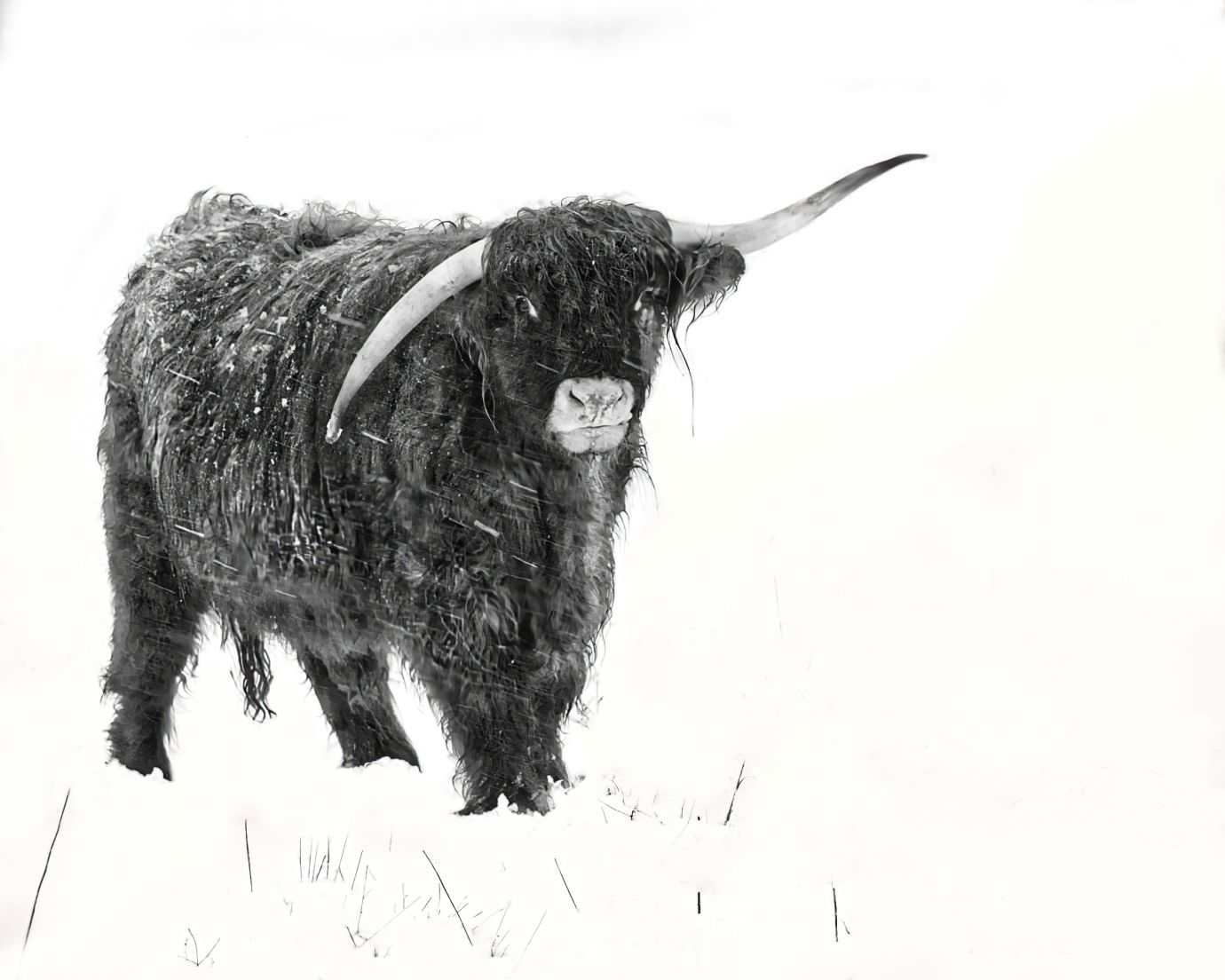 Highland-cattle-snow-Danebury-Hill-Hampshire-high-key-monochrome-8126-08032023_1
