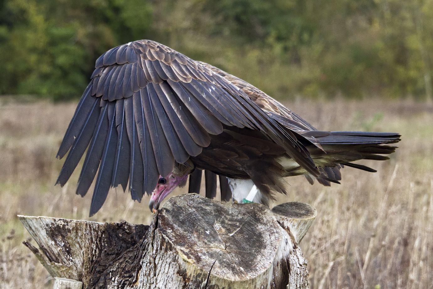 Hooded-Vulture-Hawk-Conservancy-Hampshire-2620-22112022