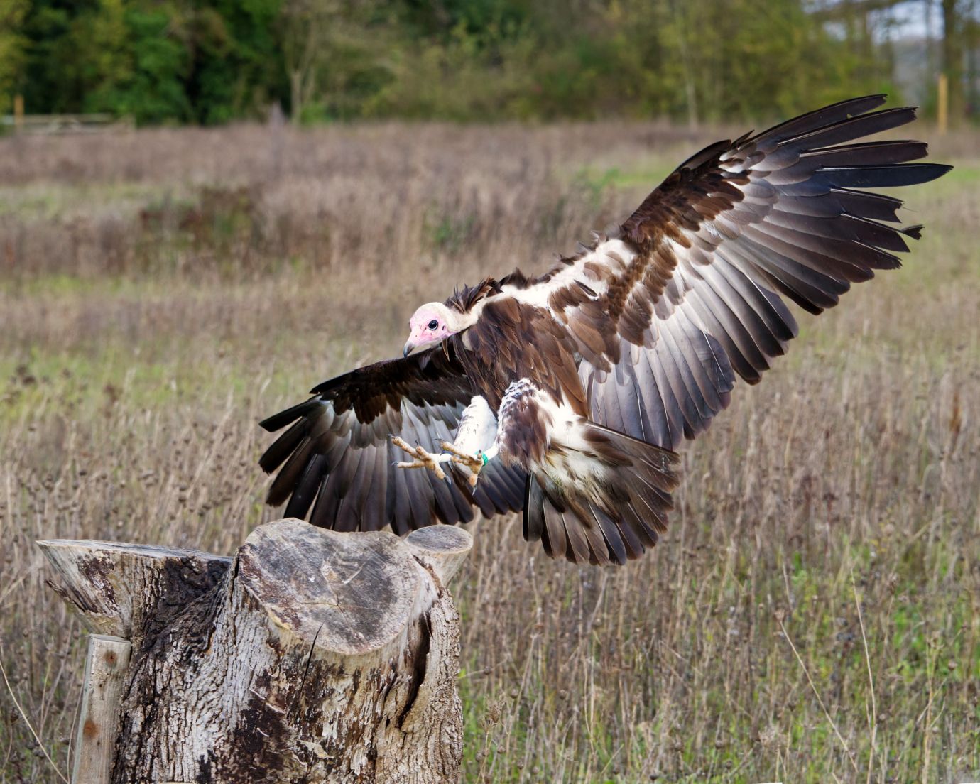 Hooded-vulture-flying-landing-Hawk-Conservancy-Hampshire-2572-22112022