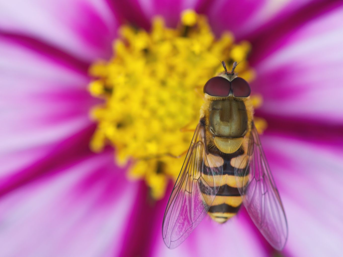 Hoverfly-Cosmos-flower-garden-Penton-Hampshire-11072021
