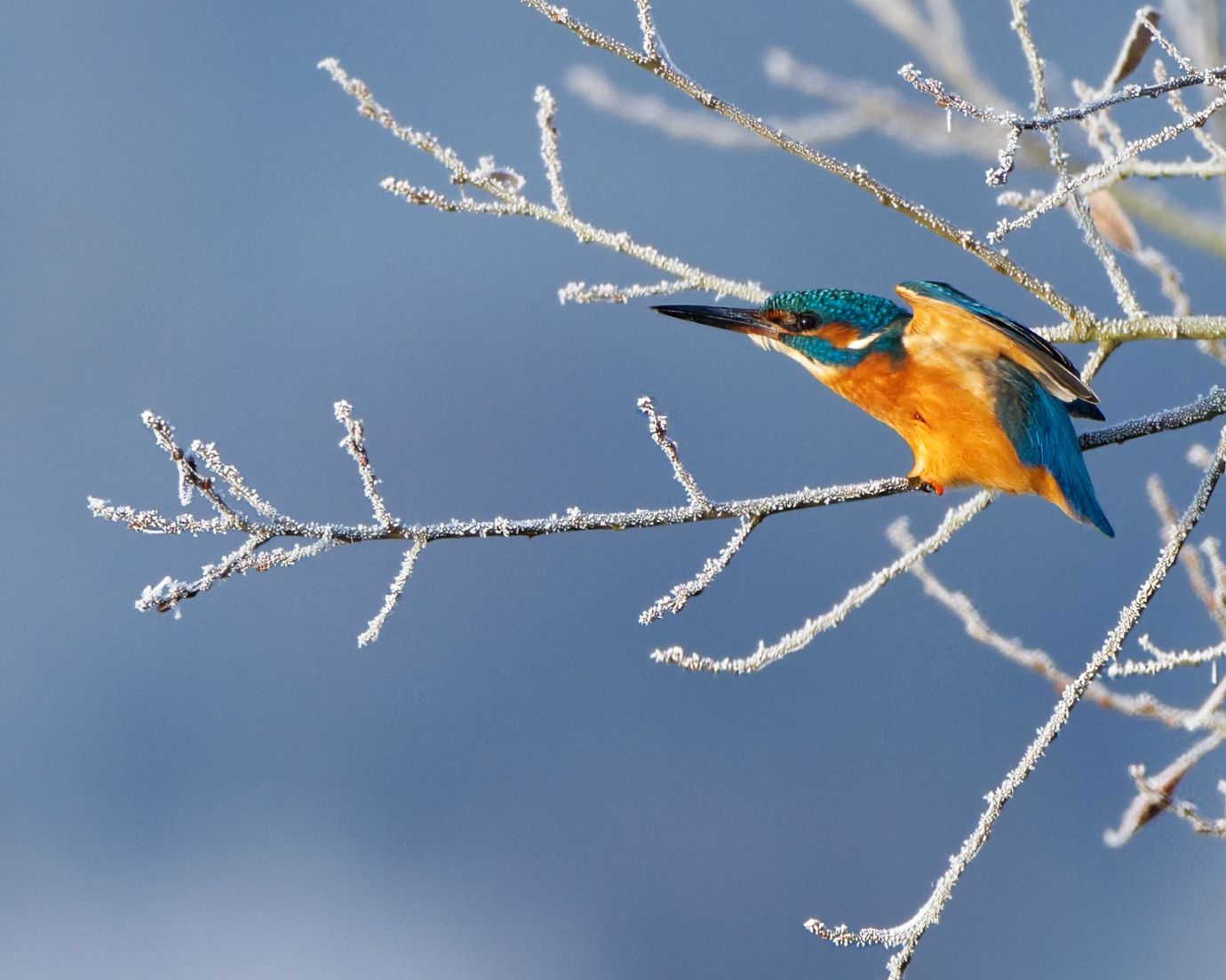 Kingfisher-frost-branches-winter-Cow-Common-Hampshire-3597-10122022