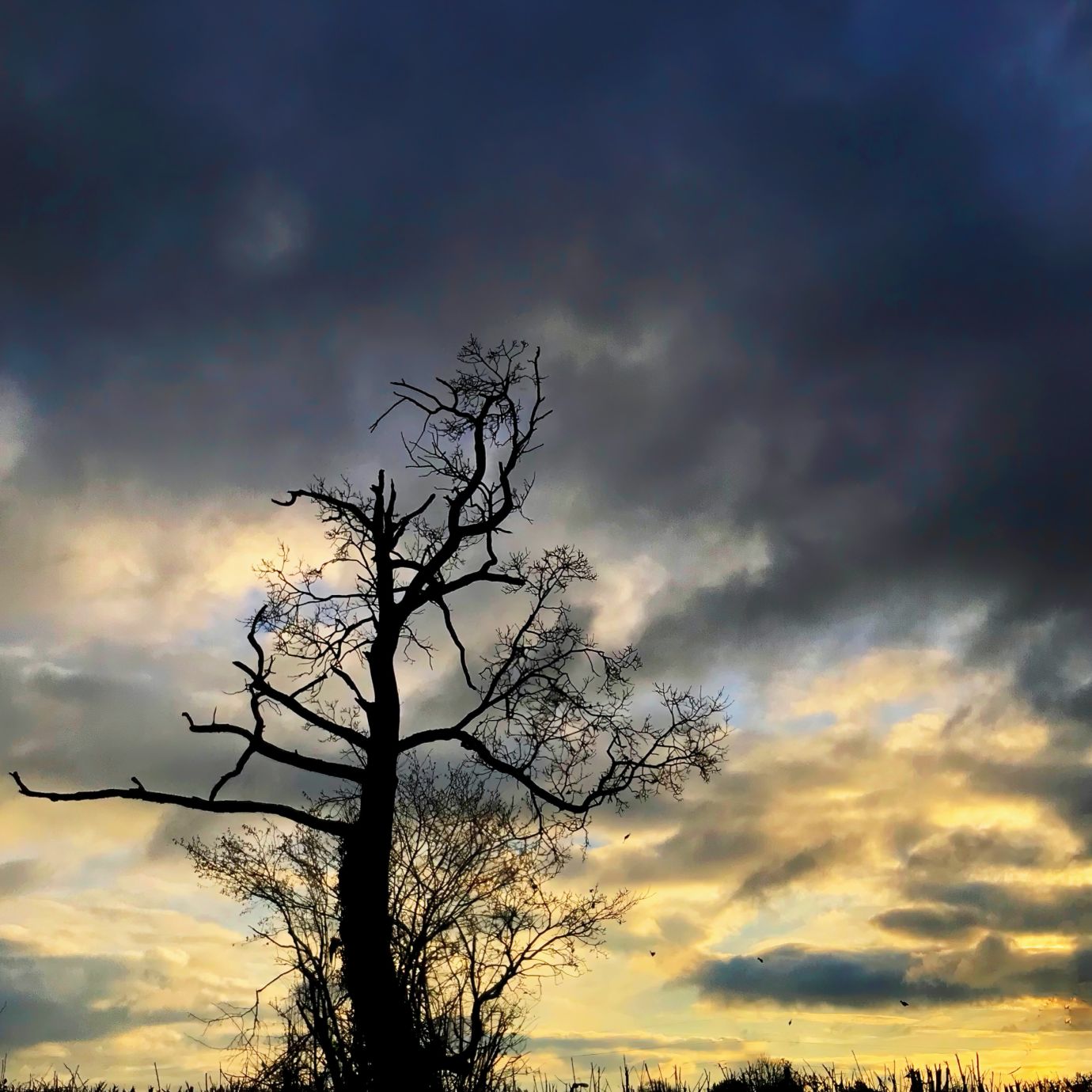 Lone-tree-sunset-Clanville-Hampshire-iphone7-03012021