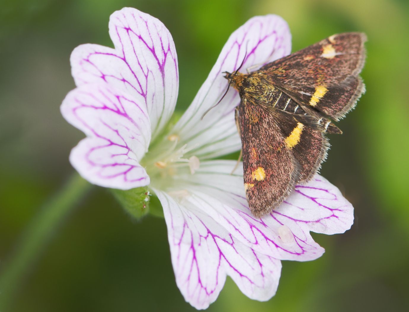 Mint-moth-geranium-Penton-Hampshire-11072021