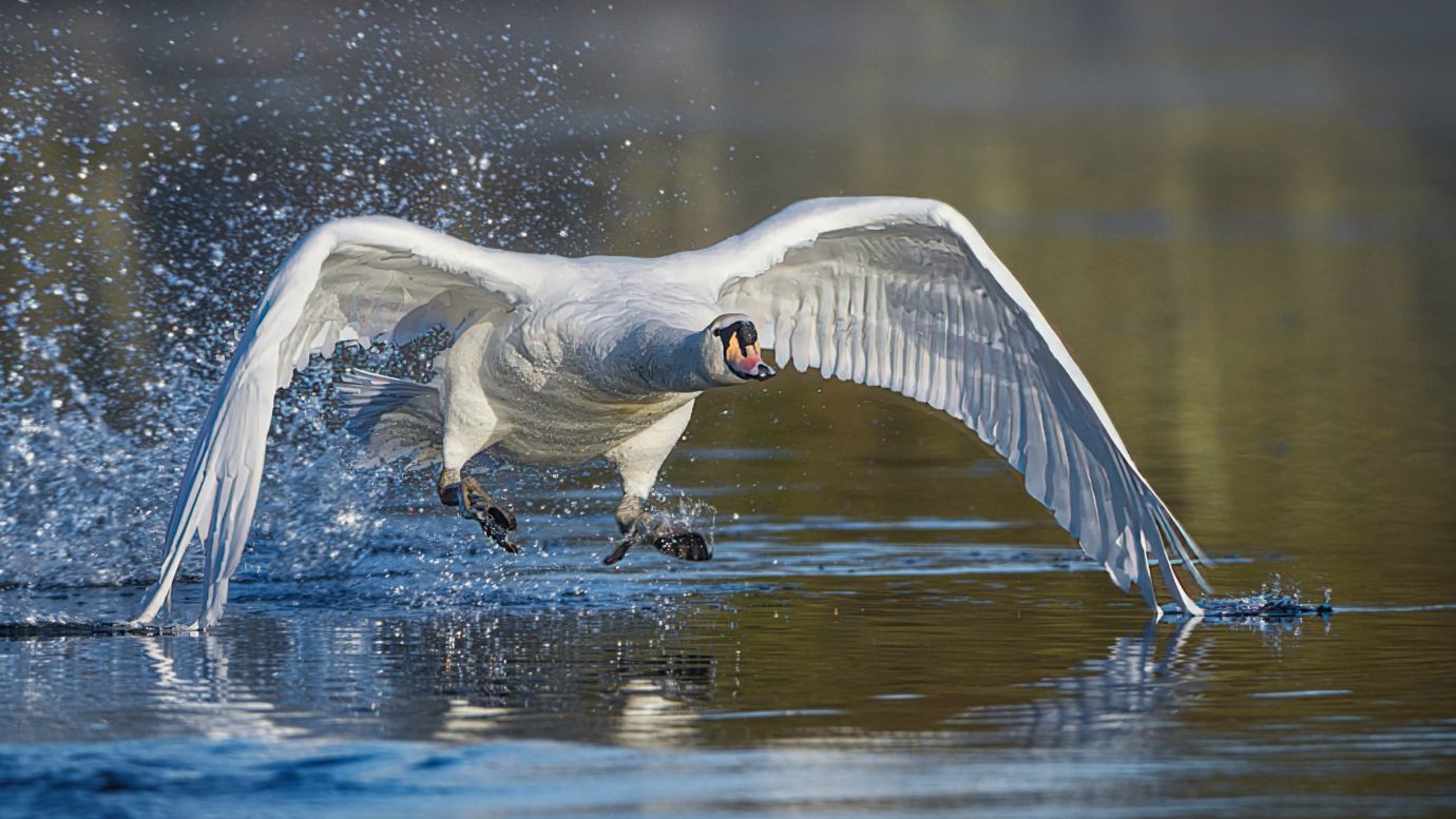 Mute-swan-takeoff-winter-splash-Anton-Lakes-Andover-Hampshire-0514-12022024