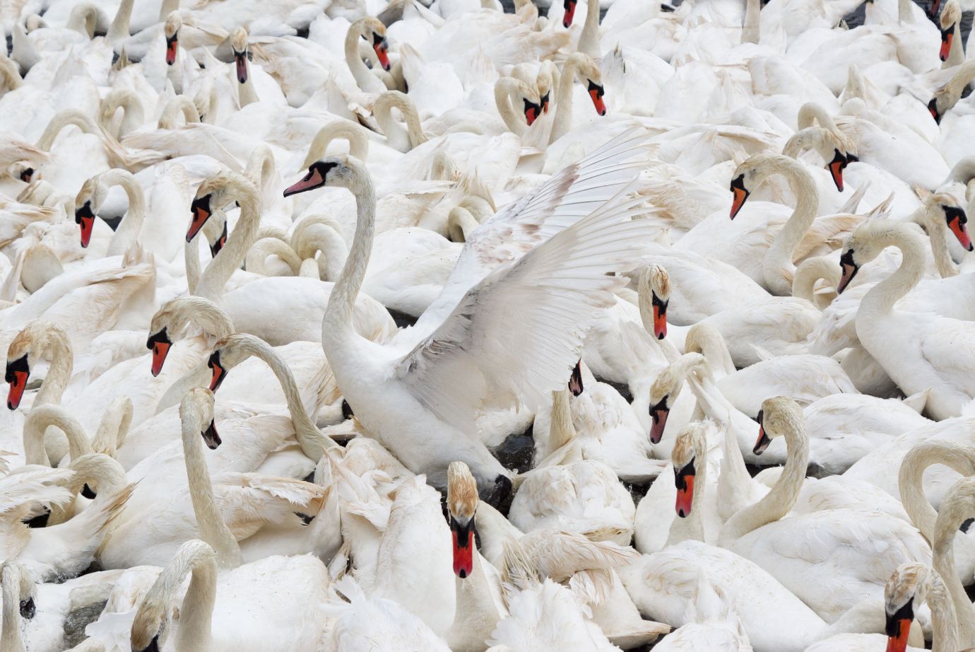 Mute-swans-moulting-Abbotsbury-Swannery-Dorset-6125-19062022