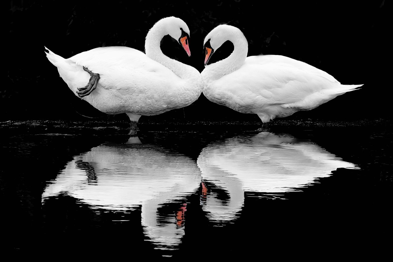 Mute-swans-reflection-monochrome-Great-Henny-Sudbury-Suffolk-19092021