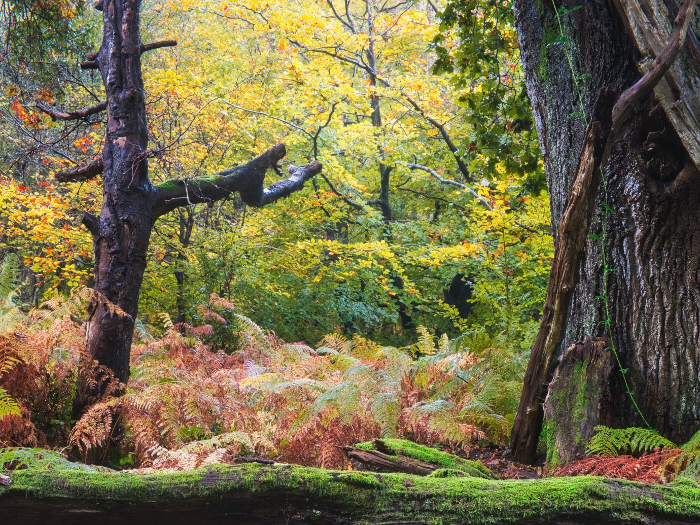 Oak-beech-autumn-Savernake-Forest-Wiltshire-F8512-09102024