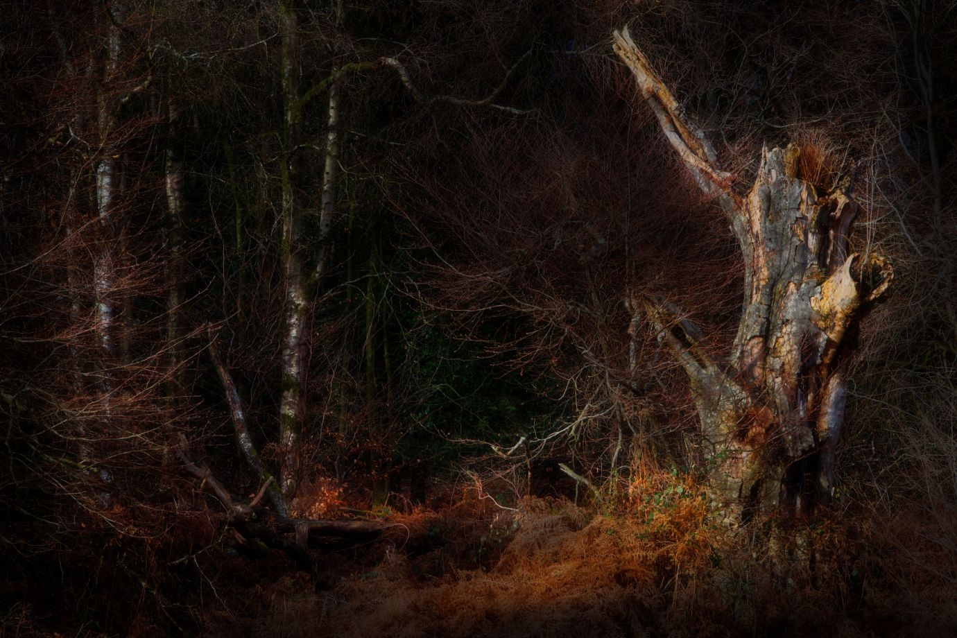 Oak-stump-silver-birch-atmospheric-winter-savernake-forest-wiltshire-6261-01022023