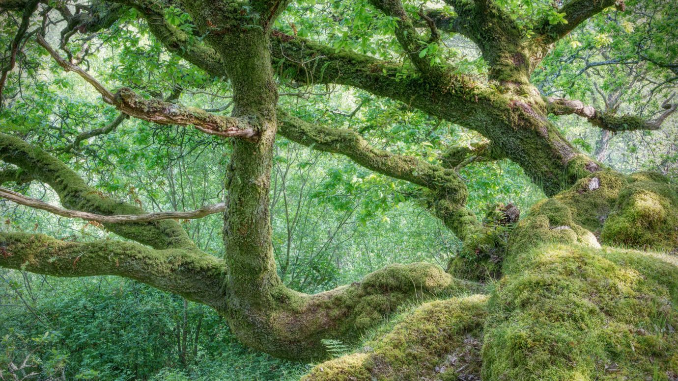 Oak-trees-moss-lichen-Ty-Canol-Woods-Pembrokeshire-Wales-9840-21052023