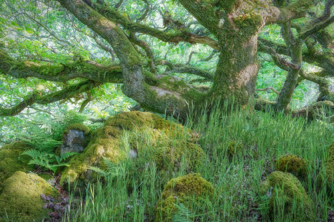 Oak-trees-moss-lichen-rocks-Ty-Canol-Woods-Pembrokeshire-Wales-9850-21052023
