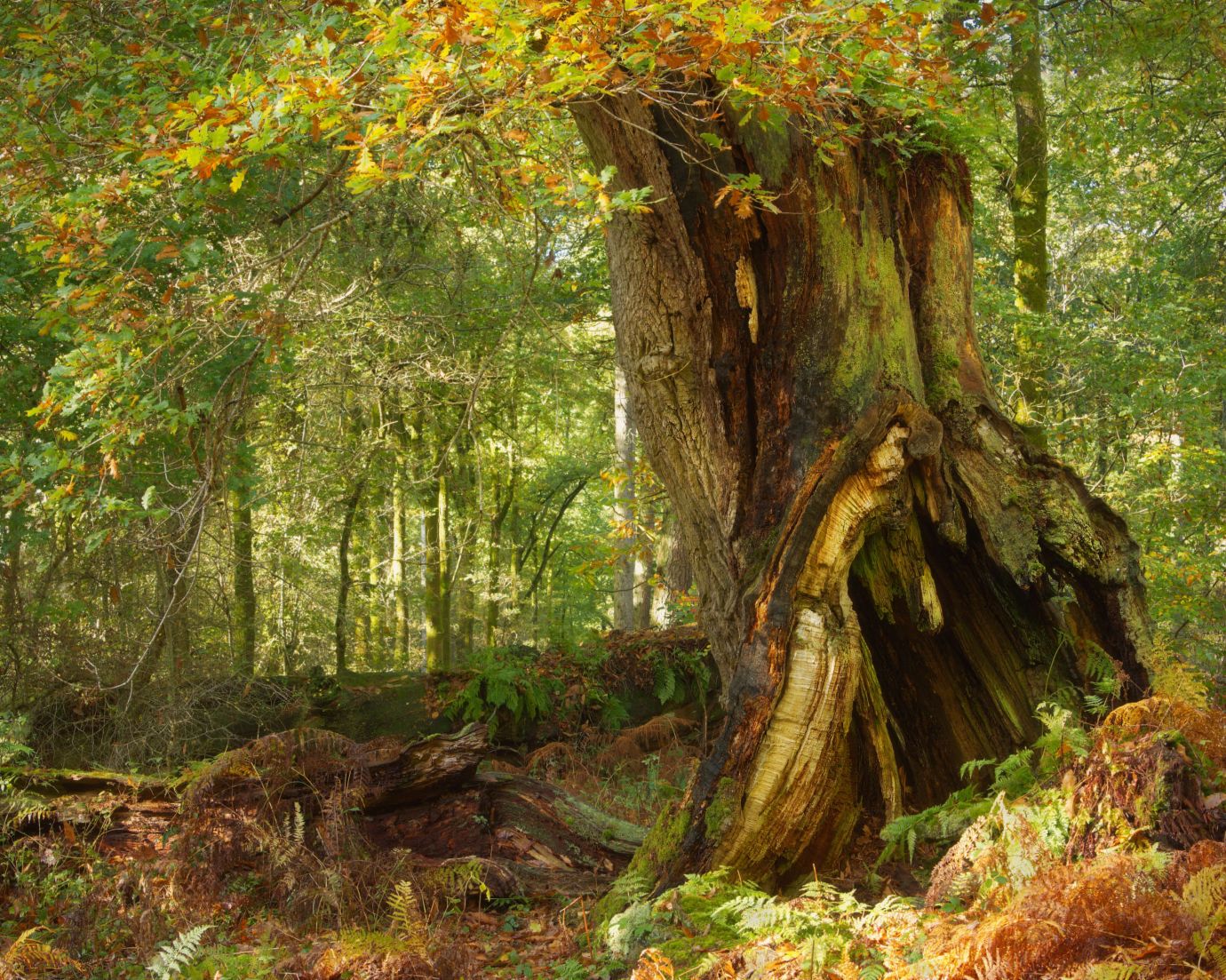 Old-oak-stump-Savernake-Forest-Wiltshire-0083-04112022