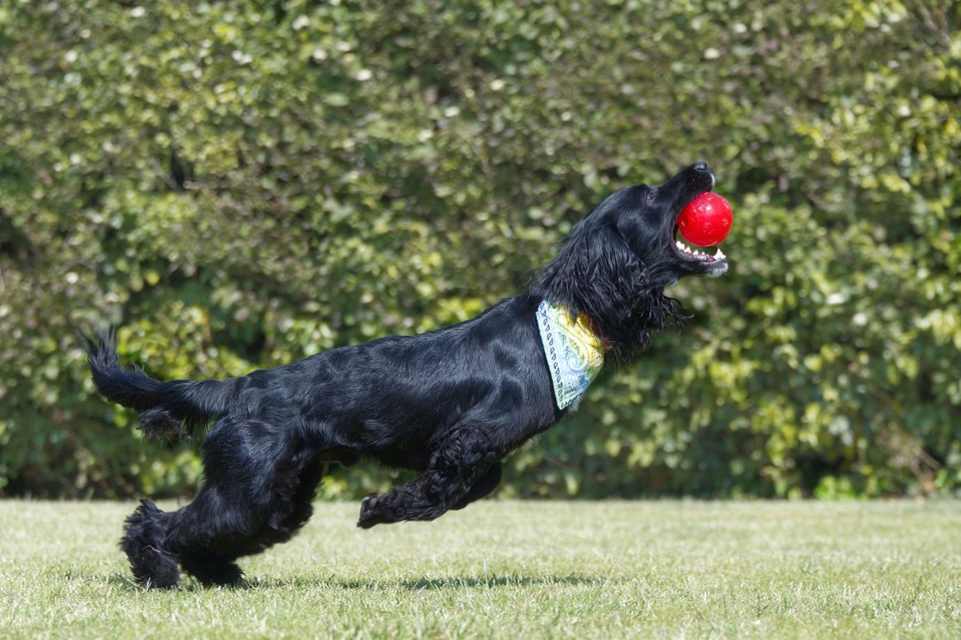 Pumpkin-sprocker-dog-ball-jumping-action-Penton-Hampshire-0914-08062023