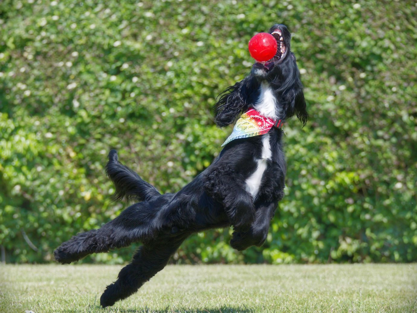 Pumpkin-sprocker-dog-ball-jumping-action-Penton-Hampshire-0926-08062023