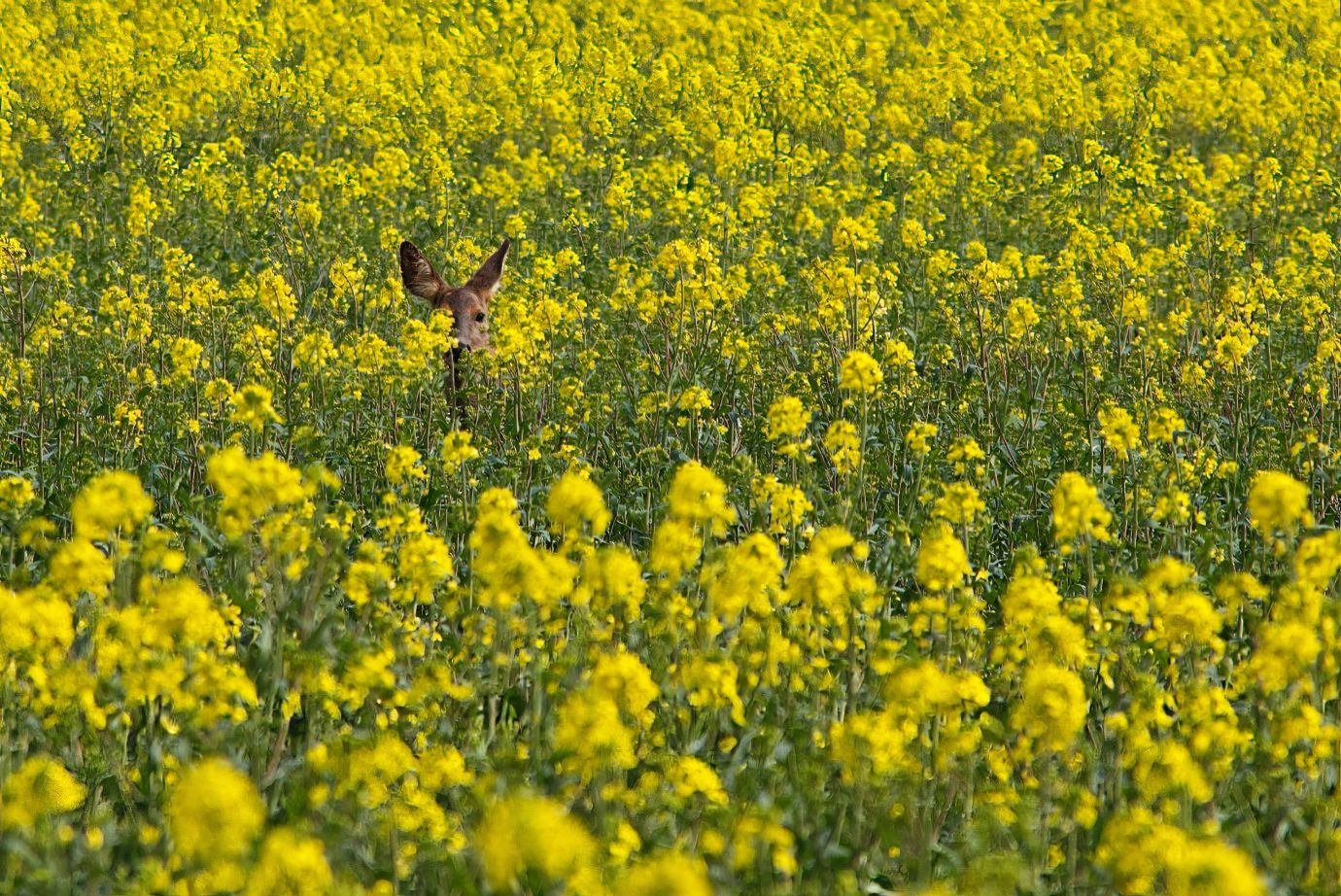 Roe-deer-hiding-rapeseed-field-wildhern-Hampshire-8901-09042021
