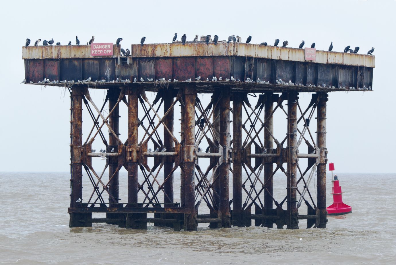 Seabirds-offshore-platform-Sizewell-Suffolk-2064-16032022
