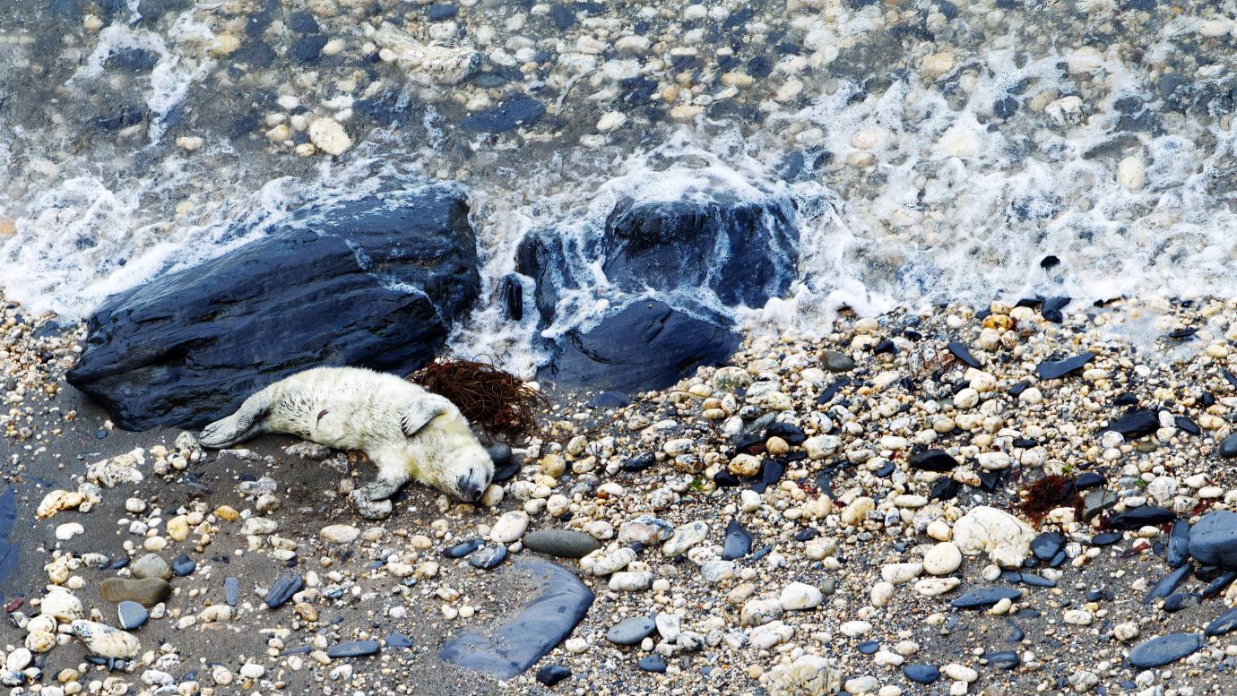 Seal-pup-waves-rocks-pebbles-dinas-island-Pembrokeshire-2959-18092022