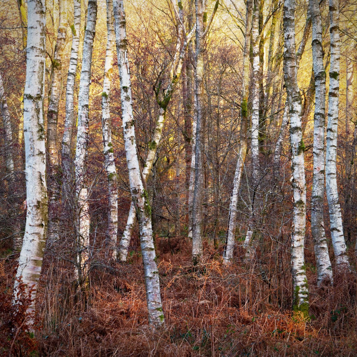 Silver-Birch-autumn-dawn-Savernake-Forest-Wiltshire-8943-11122023